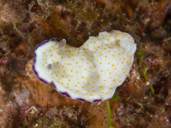 Goniobranchus alius