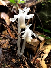 Monotropastrum humile glaberrimum