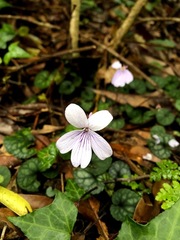 Viola formosana