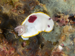 Goniobranchus splendidus