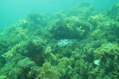Urolophus orarius