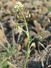 Draba muralis