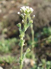 Draba muralis