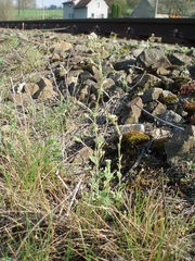 Draba muralis