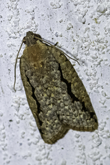 Meritastis