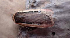 Ochropleura leucogaster