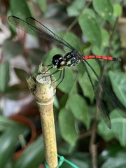 Agrionoptera insignis