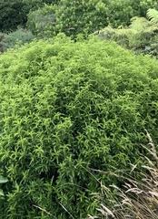 Melicytus lanceolatus