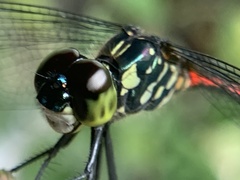 Agrionoptera insignis