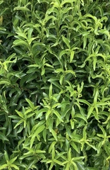 Melicytus lanceolatus