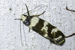 Eulechria triferella