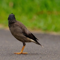 Acridotheres fuscus
