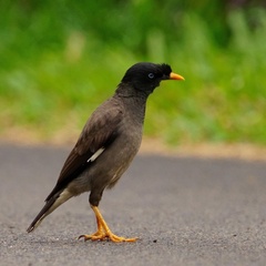 Acridotheres fuscus