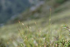 Trichophorum subcapitatum