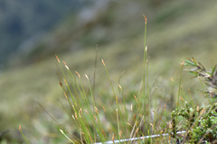 Trichophorum subcapitatum