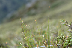 Trichophorum subcapitatum