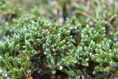 Juniperus squamata