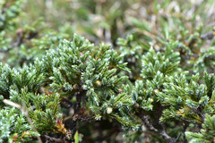 Juniperus squamata