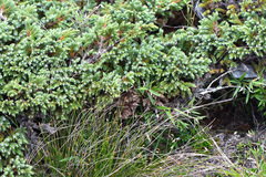 Trichophorum subcapitatum