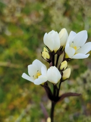 Gentianella corymbifera gracilis