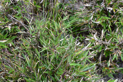 Trichophorum subcapitatum