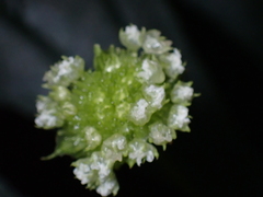 Elatostema