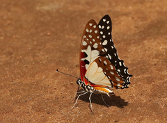 Graphium angolanus