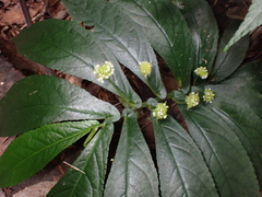 Elatostema