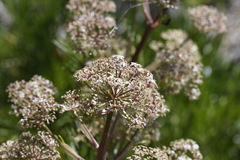 Aciphylla glacialis