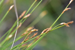 Trichophorum subcapitatum