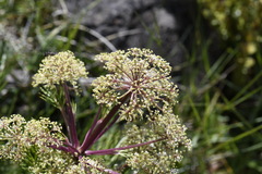 Aciphylla glacialis
