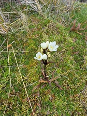 Gentianella corymbifera gracilis
