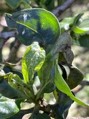 Klambothrips myopori