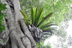 Asplenium australasicum