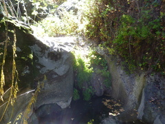 Lampropeltis multifasciata