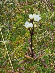 Gentianella corymbifera gracilis