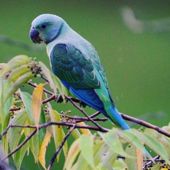 Psittacula columboides