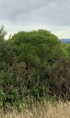 Melicytus lanceolatus