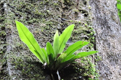 Asplenium australasicum