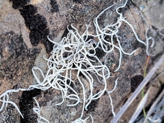 Thamnolia vermicularis