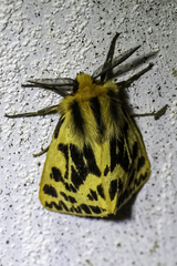 Ardices curvata