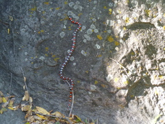 Lampropeltis multifasciata
