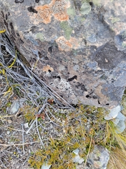 Thamnolia vermicularis