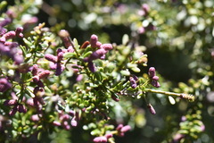 Podocarpus lawrencei