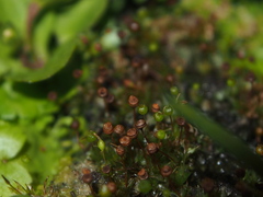 Physcomitrium sphaericum