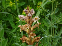 Orobanche lutea