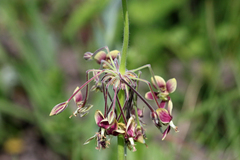 Pelargonium schlechteri