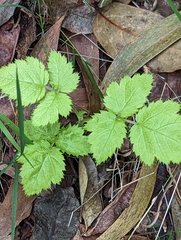 Rubus hawaiensis
