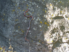 Lampropeltis multifasciata