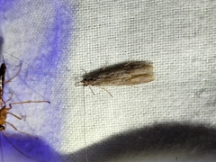 Triplectidinae